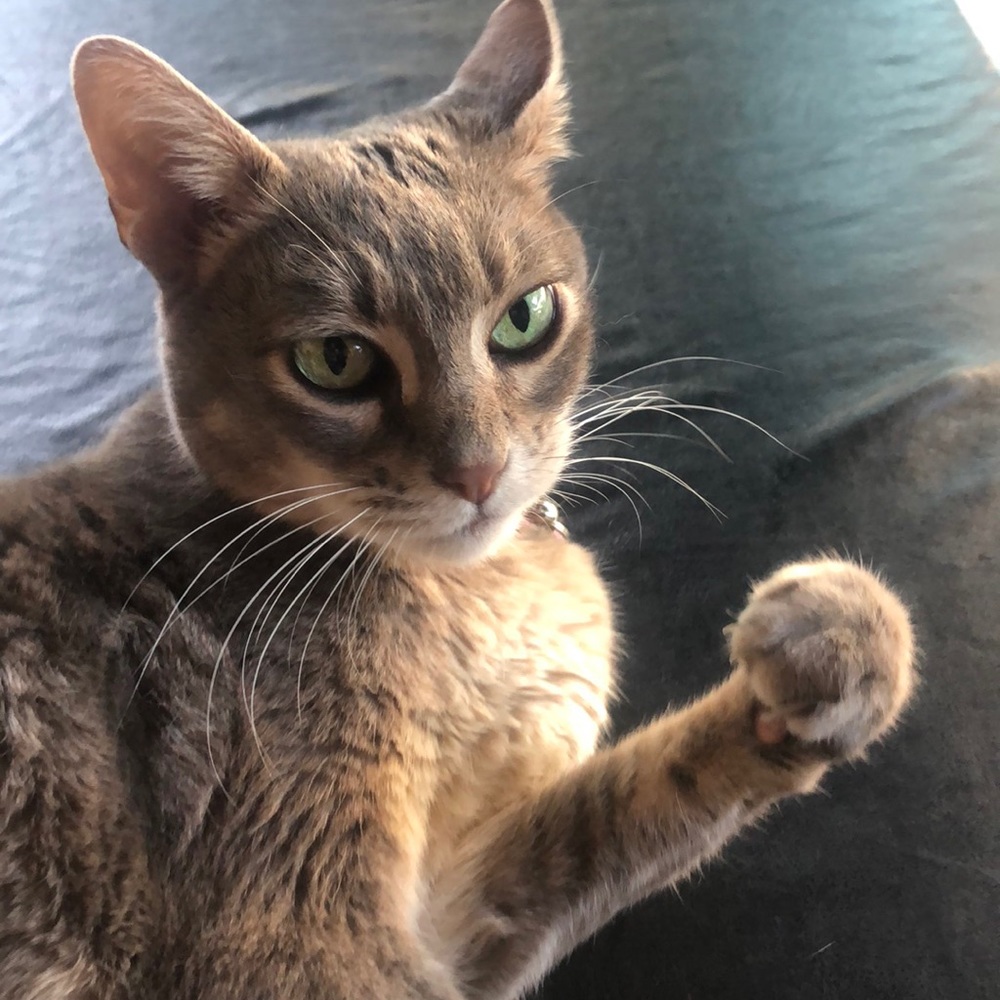 Meet your Posher, Diana